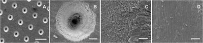 Repositioning Titanium: An In Vitro Evaluation of Laser-Generated Microporous, Microrough Titanium Templates As a Potential Bridging Interface for Enhanced Osseointegration and Durability of Implants